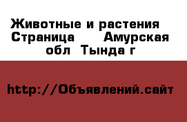  Животные и растения - Страница 10 . Амурская обл.,Тында г.